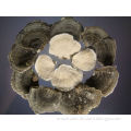 Coriolus Versicolor Powder; Fruit Body;Turkey tai mushroom; GMP/HACCP certificate